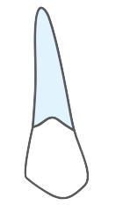 Tooth 13