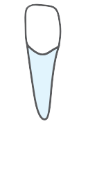 Tooth 31