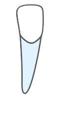Tooth 42