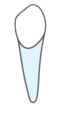 Tooth 43