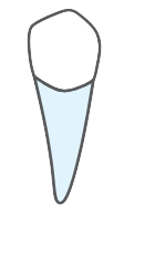 Tooth 44